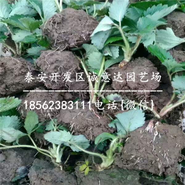 奶油草莓苗多少钱一棵√99草莓苗地头价格