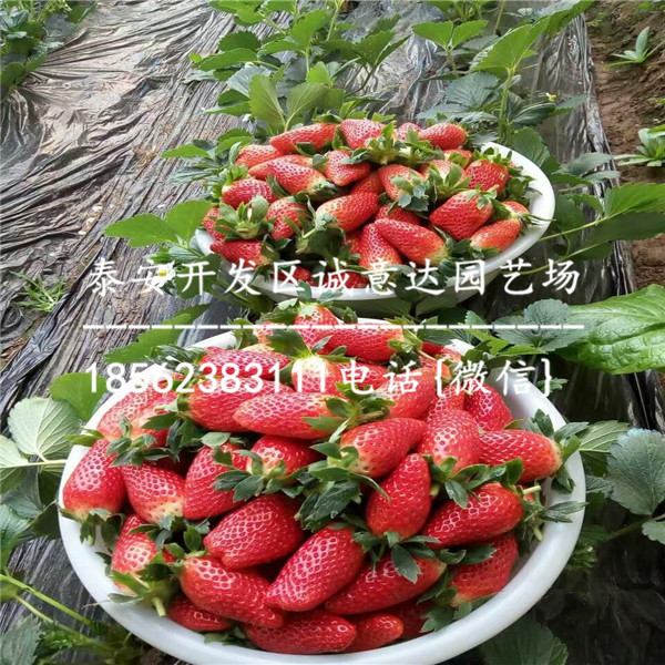 菠萝草莓苗2018年价格*凉山基地
