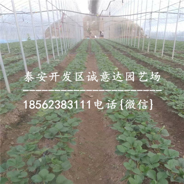 广东宁玉草莓苗2018报价、宁玉草莓苗