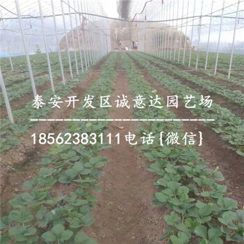 西藏京藏香草莓苗准确价格
