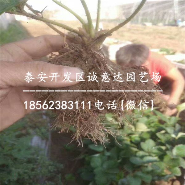 浙江高产草莓苗品种哪里有便宜：新闻
