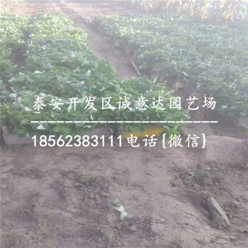 久香草莓苗哪里卖苗木质量好\安徽阜阳新闻