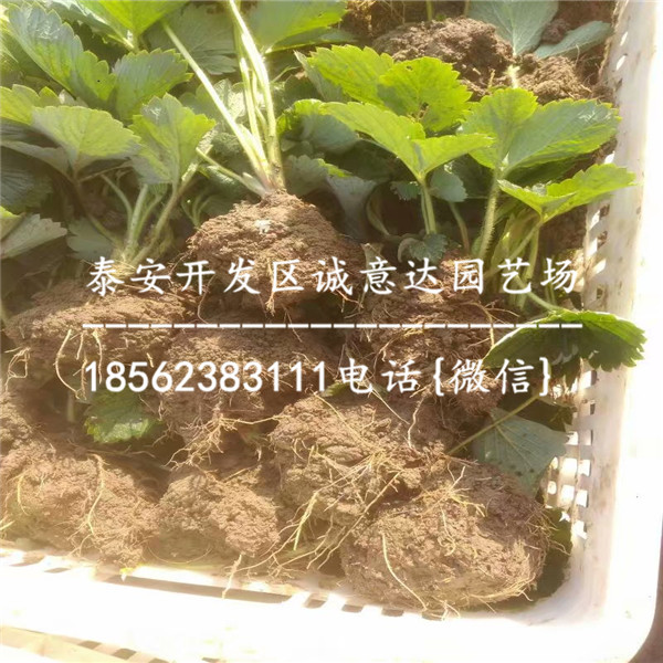 福建天仙醉草莓苗价格