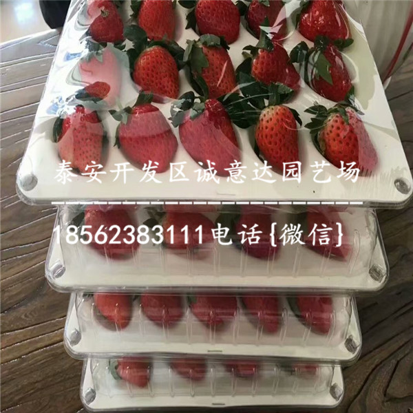 北京法兰地草莓苗报价、法兰地草莓苗装车价格