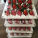 甜宝草莓苗哪里便宜\新疆克孜勒苏草莓新闻