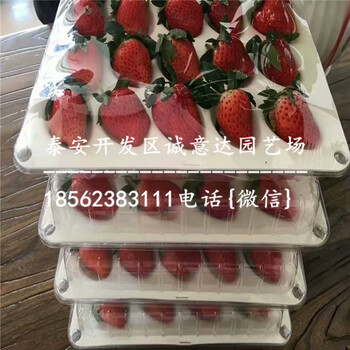 穴盘法兰地草莓苗基地负责装车哪里便宜、冷藏发货