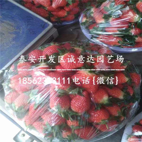 草莓苗哪里卖苗木好\四川绵阳新闻