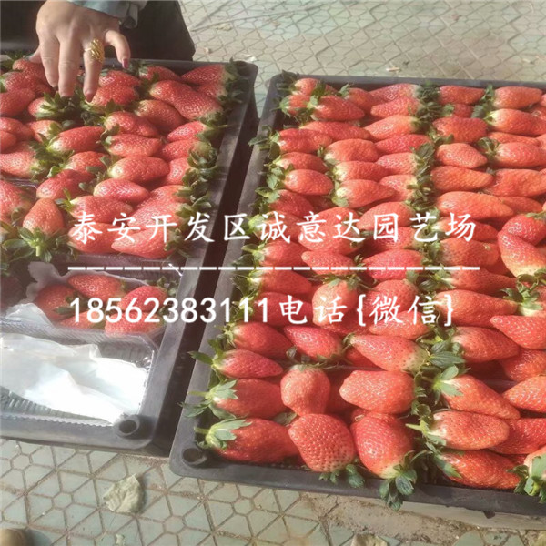 京藏香草莓苗培育基地*荆州的