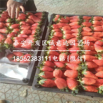 四川妙香7号草莓苗近哪里便宜