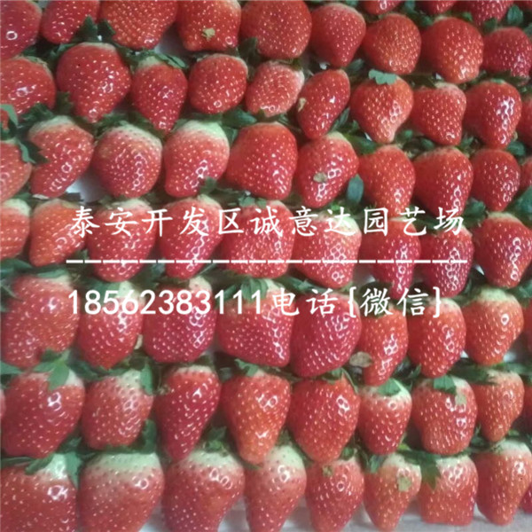 99草莓苗哪里有种植\天津河北育苗信息