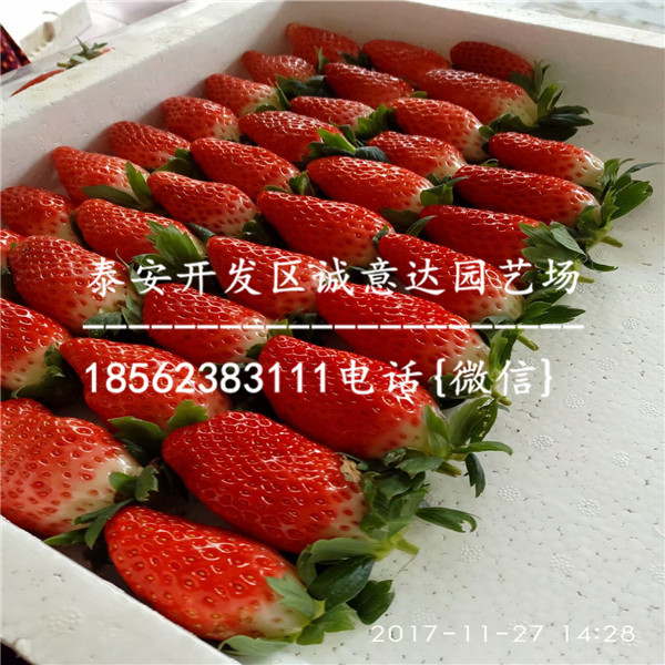 山东天仙醉草莓苗价格