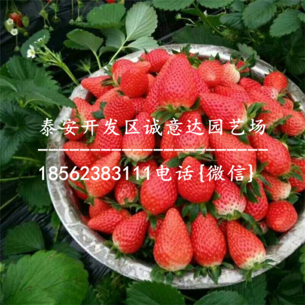 上海草莓苗哪里卖的便宜：实地报道