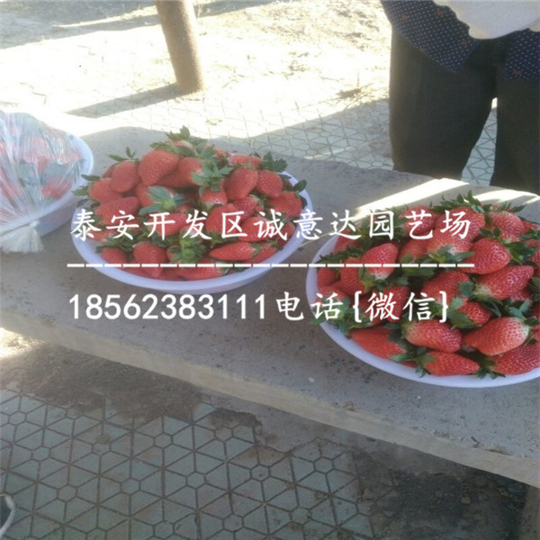 高产草莓苗品种18年秋季哪里便宜√实地报道