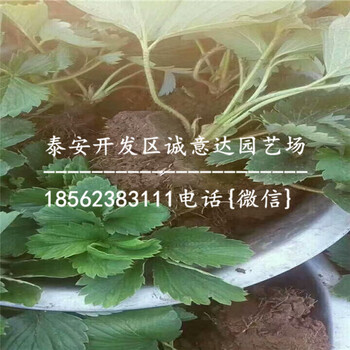河北京郊小白草莓苗准确价格