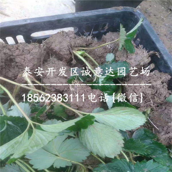 京郊小白草莓苗哪里出售\北京延庆草莓新闻