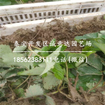 上海红颊草莓苗哪里卖的便宜：实地报道