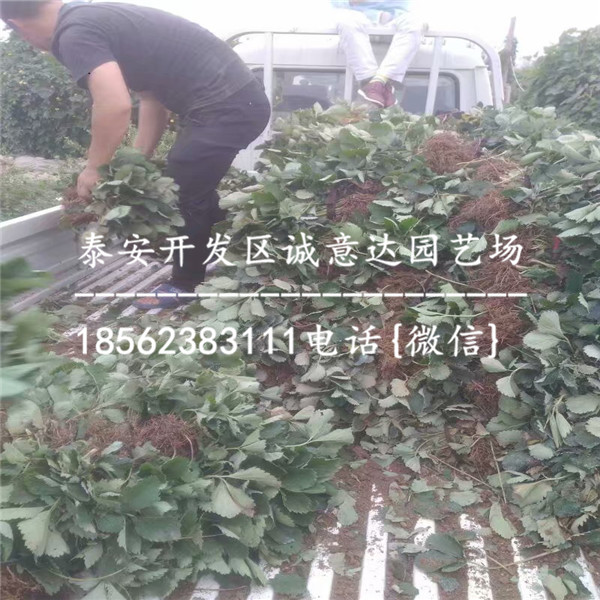 去年桃熏草莓苗一棵多少钱。100万草莓苗