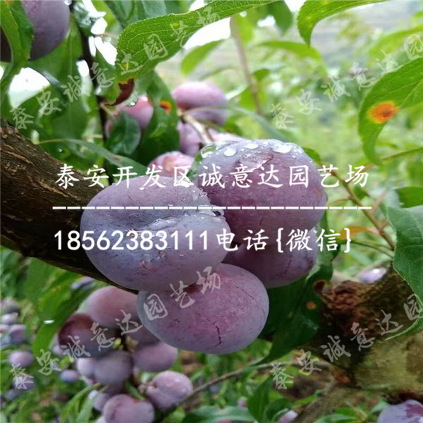 有的五月脆李子苗近期報(bào)價(jià)