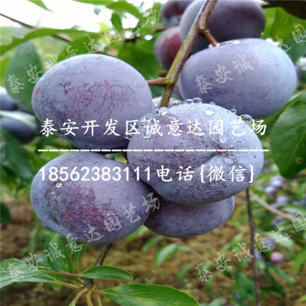 哪里有蜂糖李樹苗近期報價