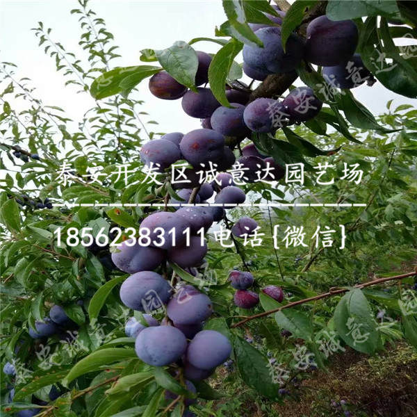 的五月脆李子苗近期報(bào)價(jià)