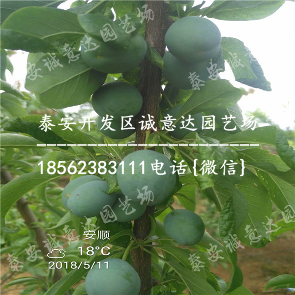 哪里有便宜蜂糖李樹苗近期報(bào)價(jià)