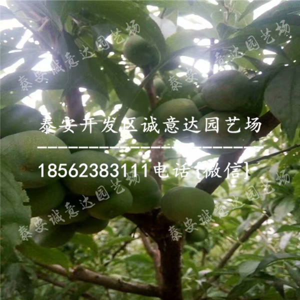 哪里有的蜂糖李樹苗近什么價格