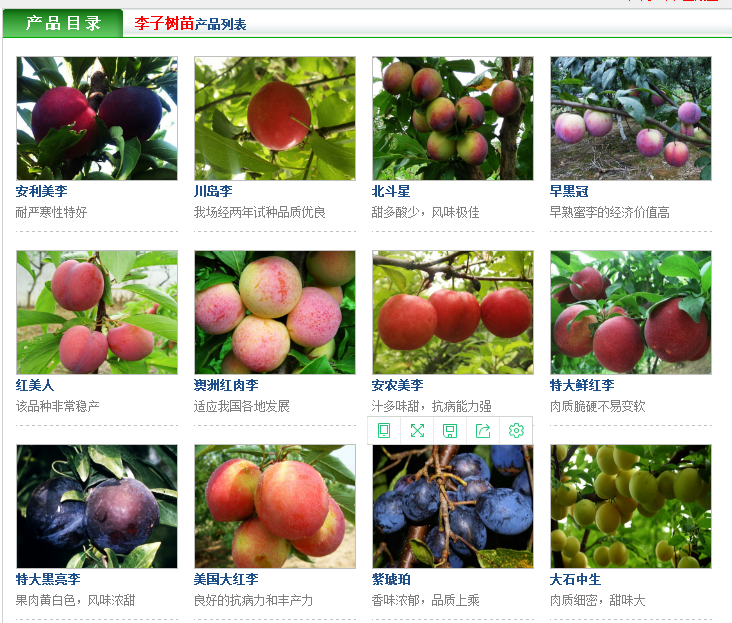 哪里有的索瑞斯李子苗近期報(bào)價(jià)