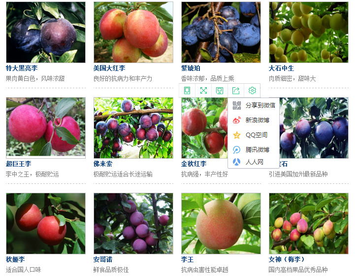 的五月脆李子苗近期報(bào)價(jià)