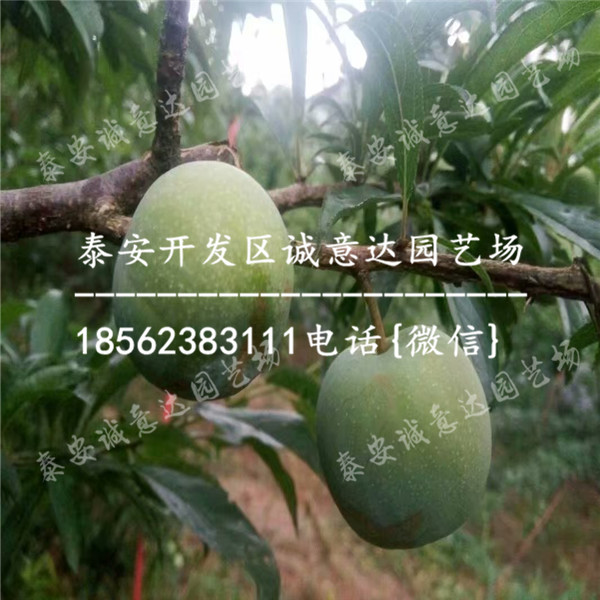 海南五指山李子苗近期報價