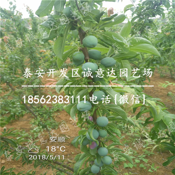 規(guī)格的半邊紅李子苗報(bào)價(jià)多少