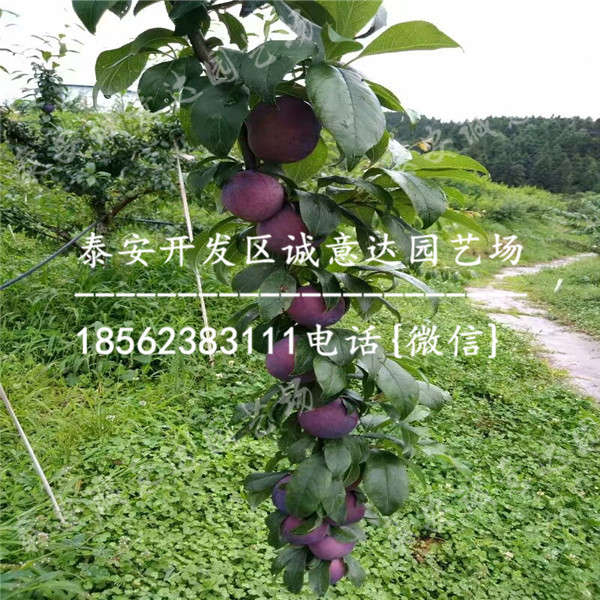 價(jià)格實(shí)惠的五月脆李子苗報(bào)價(jià)多少