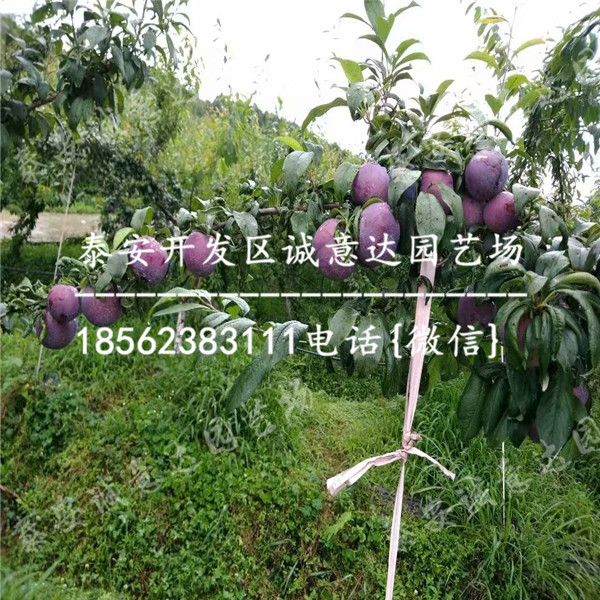 哪里數(shù)量多黑寶石李子苗報價多少
