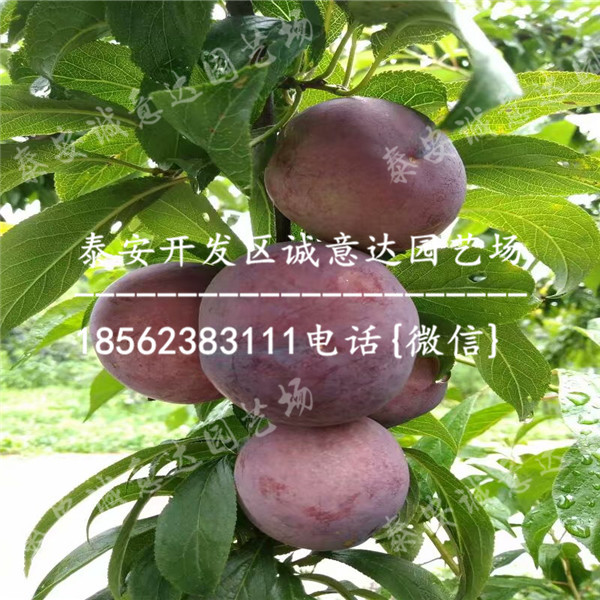 哪里數(shù)量多黑寶石李子苗報價多少