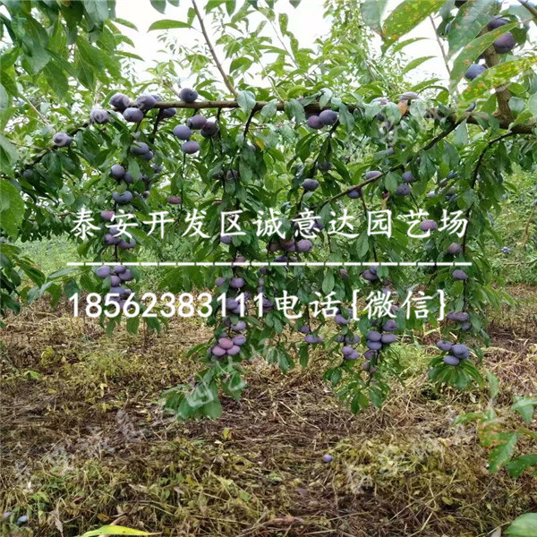 高女神李子苗近什么價(jià)格
