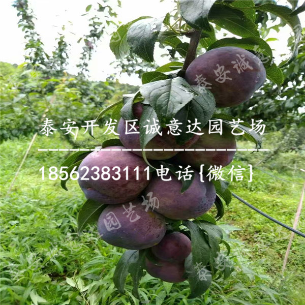 哪里有便宜蜂糖李樹苗近期報(bào)價(jià)