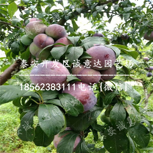 高女神李子苗近什么價(jià)格