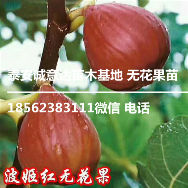 紫陶芬无花果苗批发