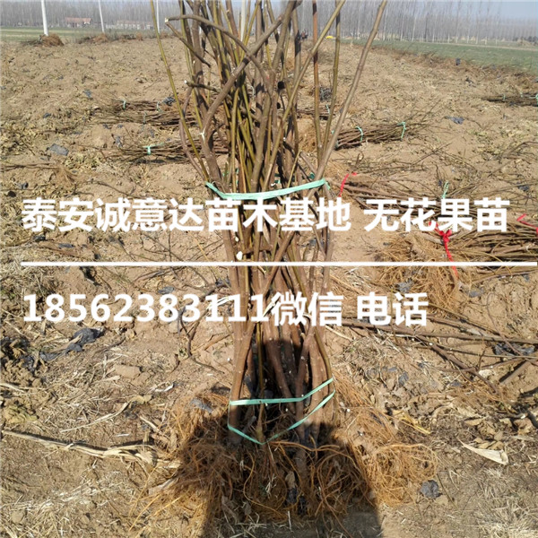 B110无花果苗什么地方出售