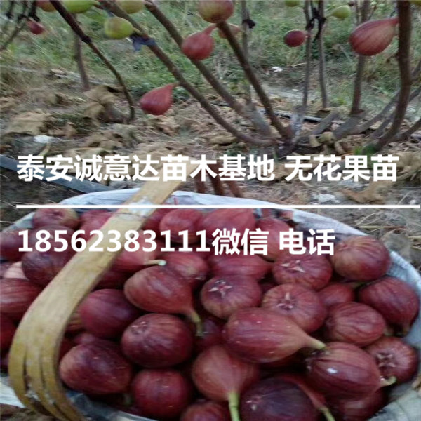 B1011无花果苗哪里卖