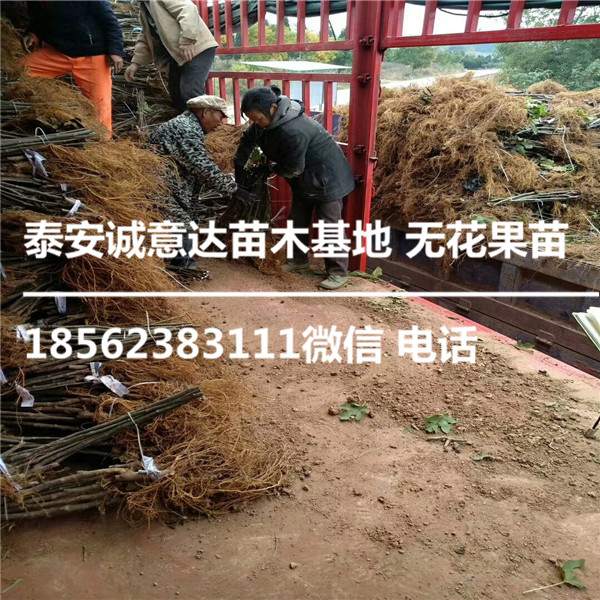 福建白蜜无花果苗哪里出售