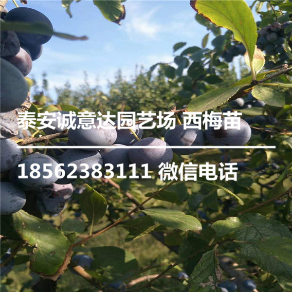 二年蓝蜜西梅苗便宜育苗基地