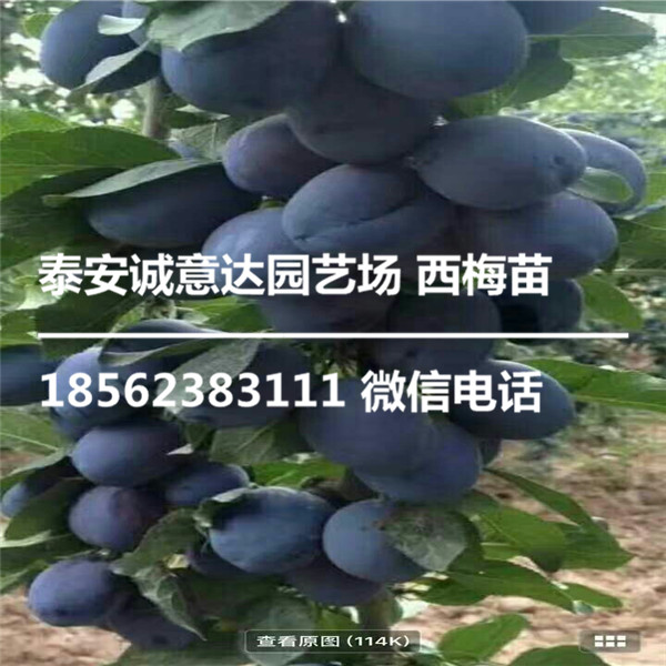 二年生红喜梅西梅苗详细说明种植技术