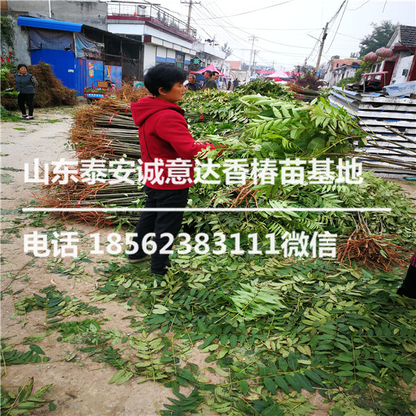 黑油香椿苗哪里賣苗木好、矮化香椿苗包教包會(huì)