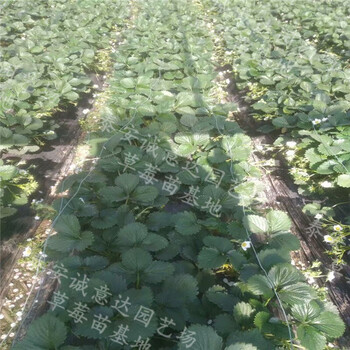 天仙醉草莓苗2018年哪里便宜蘭州品質(zhì)好價(jià)格低的
