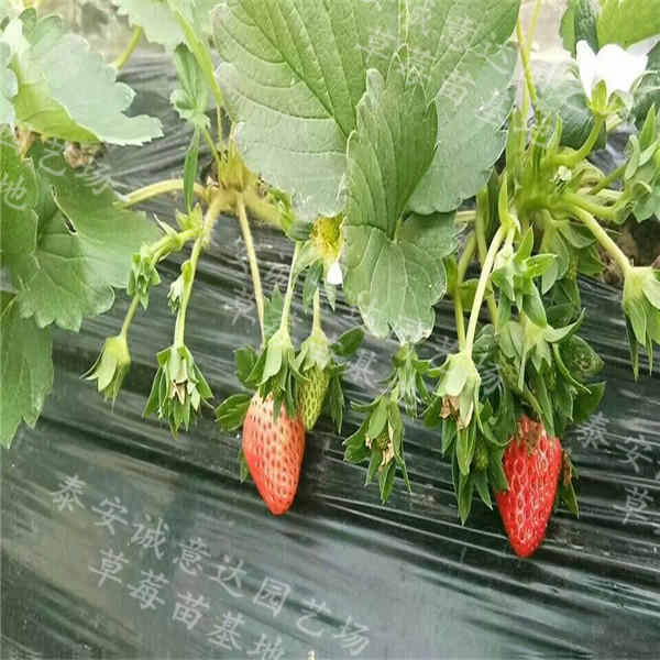 章姬草莓苗銷售*婁底品種的