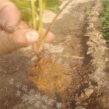 甜寶草莓苗批發(fā)價(jià)格豐都哪里賣的
