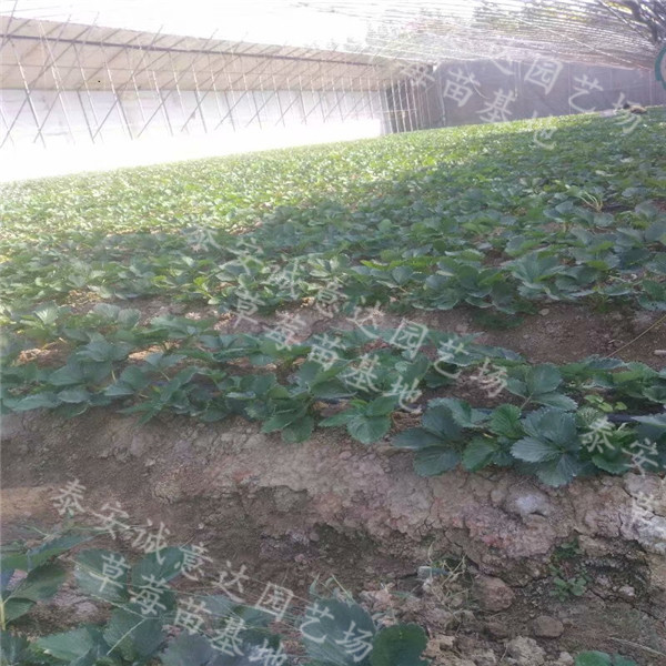 甜寶草莓苗培育基地*涼山