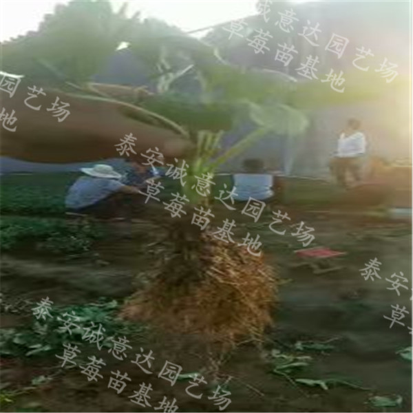 甜寶草莓苗格*豐都哪里賣的