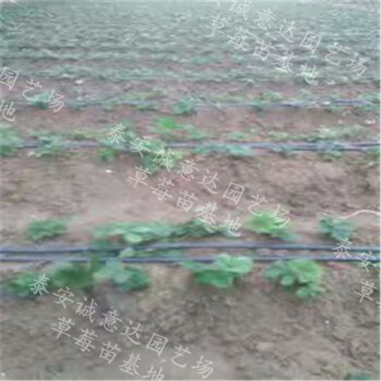 法蘭地草莓苗2018年報價石家莊大量批發(fā)