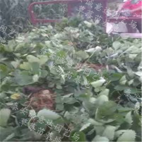 菠蘿草莓苗銷售*汕頭的